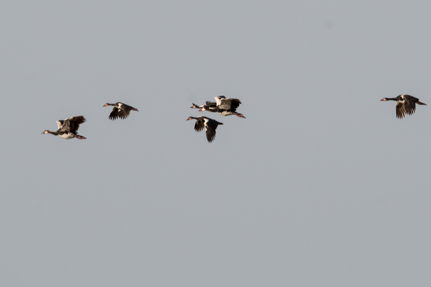 Six oies-armées de Gambie au vol (Spur-winged Geese, Plectropterus Gambensis), Marigot de Koutal, Région de Kaolack, Sénégal.
